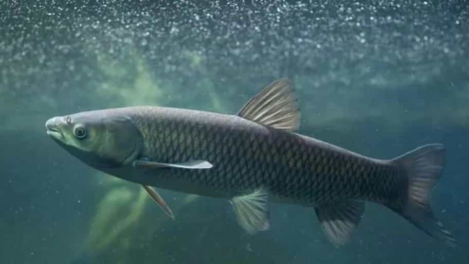 Important points about the breeding conditions of Amur fish