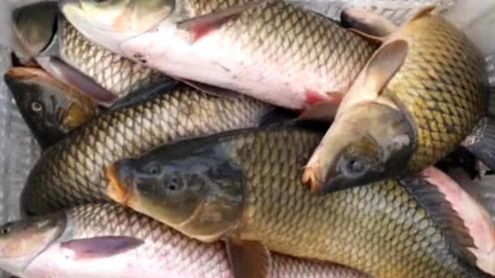 Carp breeding conditions