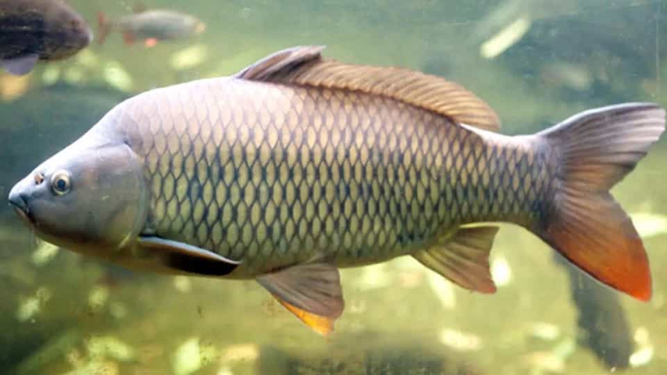 Carp