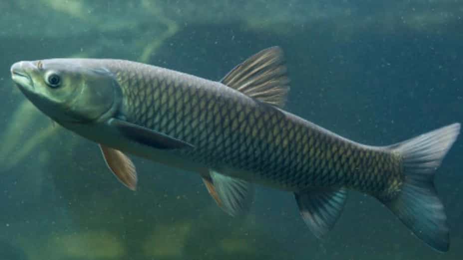Amur fish or grass-eating carp