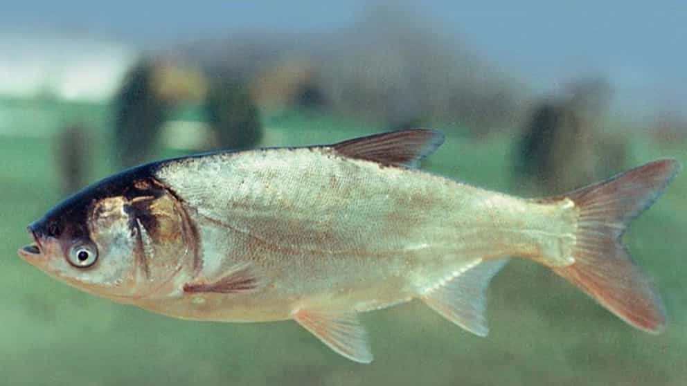 Phytophagous fish