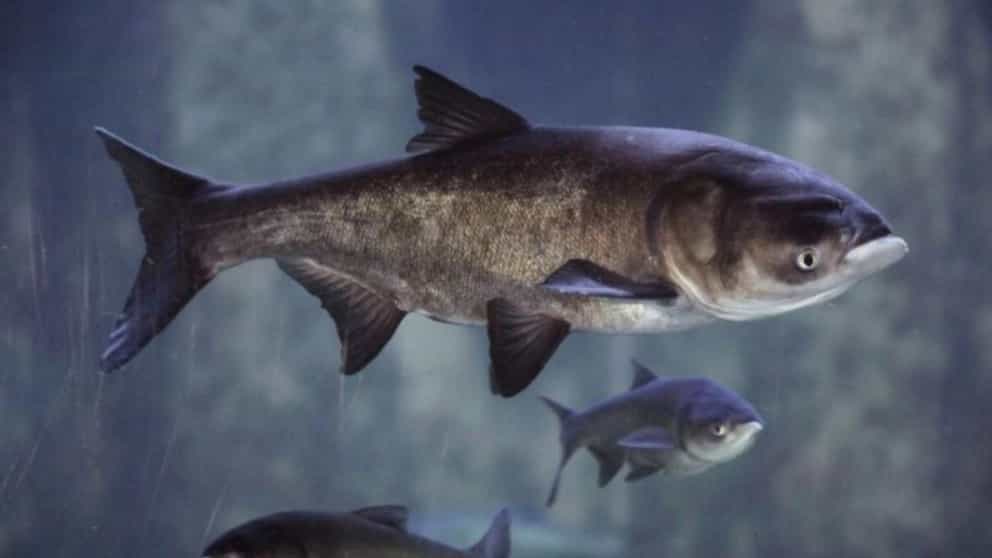 Bighead fish or Sargandeh carp