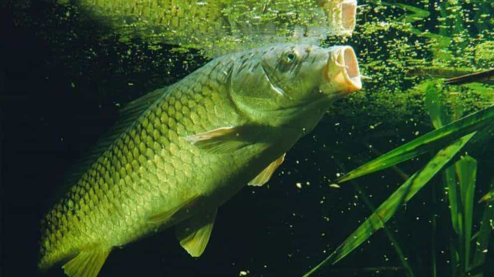 hot blue fish