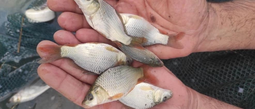 Farrokhzad Fish Breeding Center