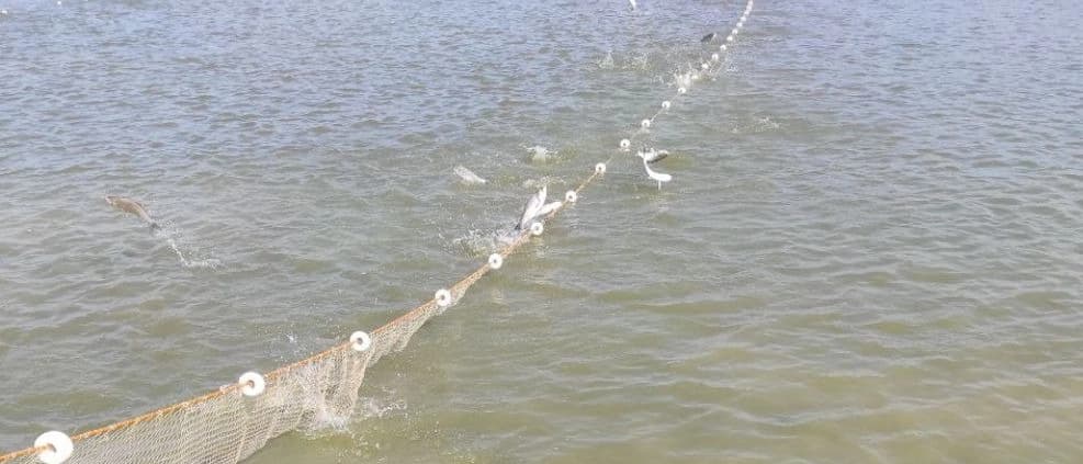 Buying and selling all kinds of fish