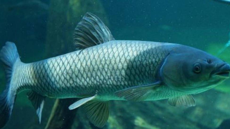 ماهی آمور یا کپور علفخوار ماهی آمور یا کپور علفخوار