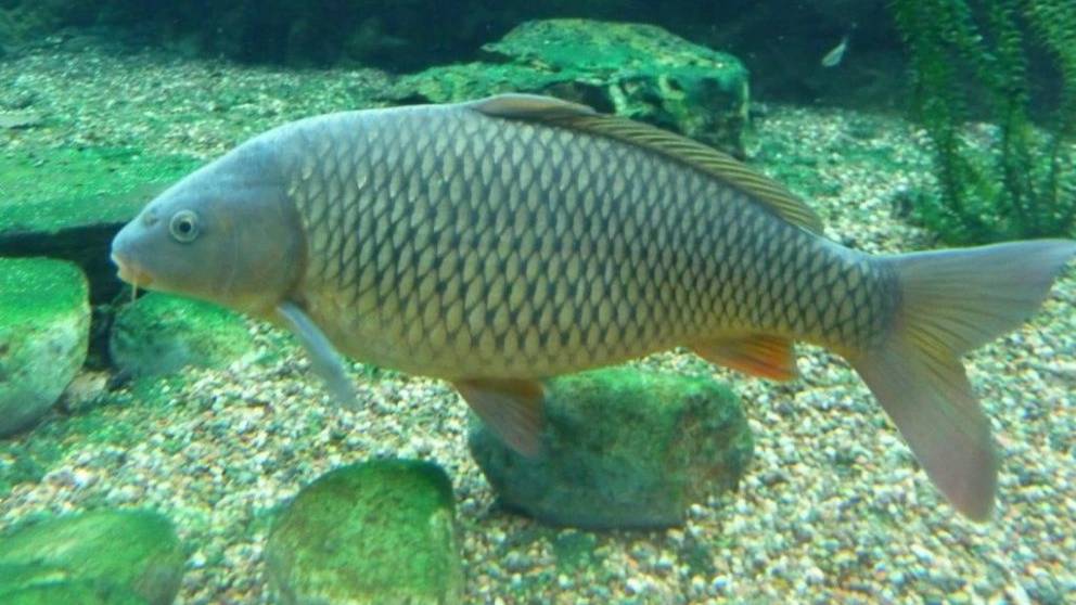 ماهی گرم آبی ماهی گرم آبی